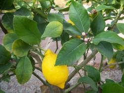 Propiedades-medicinales-del-limón